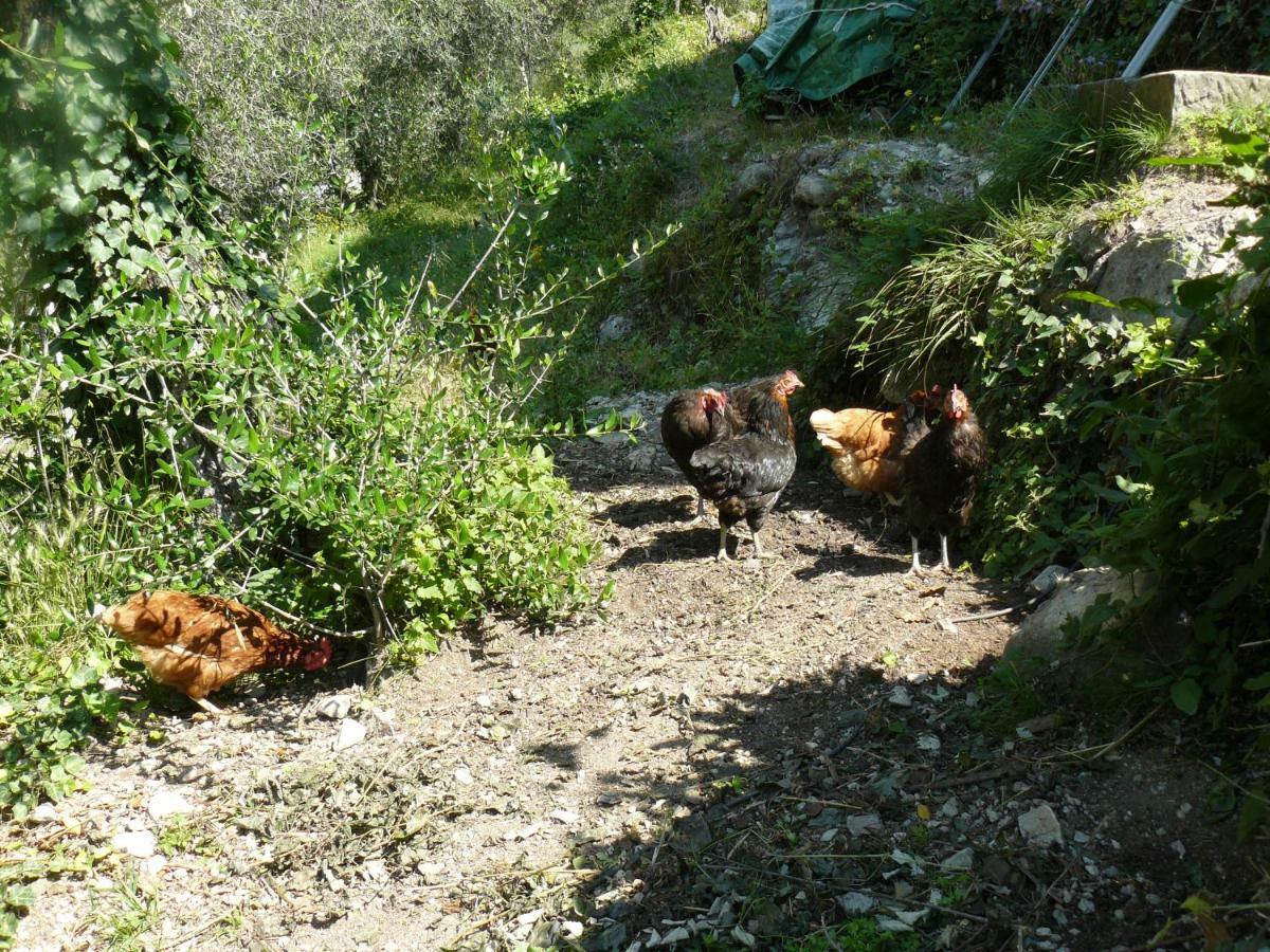 La Ferme Des Cailletiers Chez Marco Lucéram Exterior foto